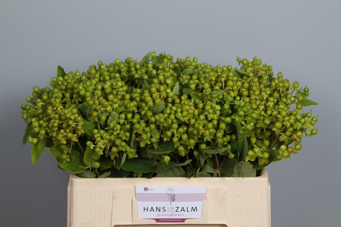 <h4>HYP MAG GREEN REVIVA</h4>