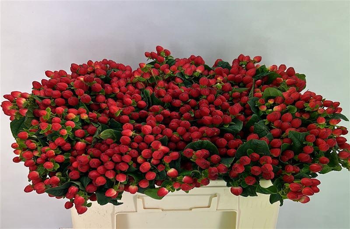 <h4>Hyp Mag Triumph Extra</h4>