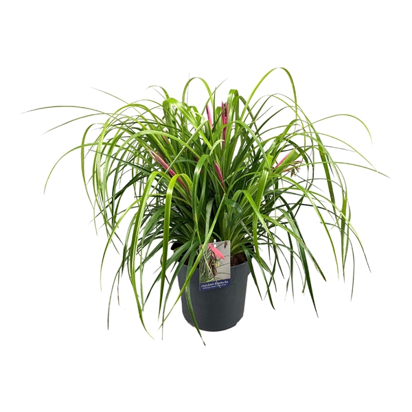 <h4>Billbergia Nutans Tears of Joy</h4>