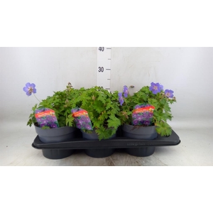 Geranium  'Johnson Blue'