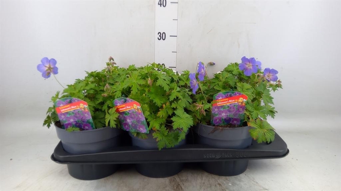 <h4>Geranium  'Johnson Blue'</h4>