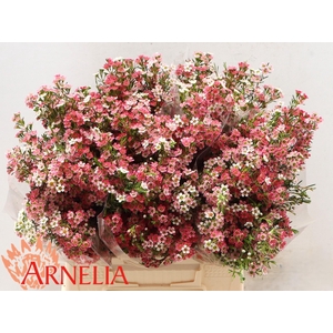 CHAME UN MY SWEET 16