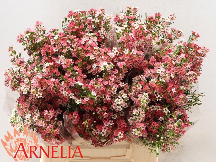 <h4>CHAME UN MY SWEET 16</h4>