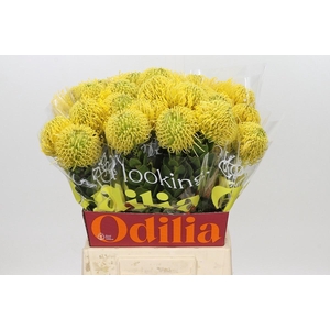 Leucospermum High Gold