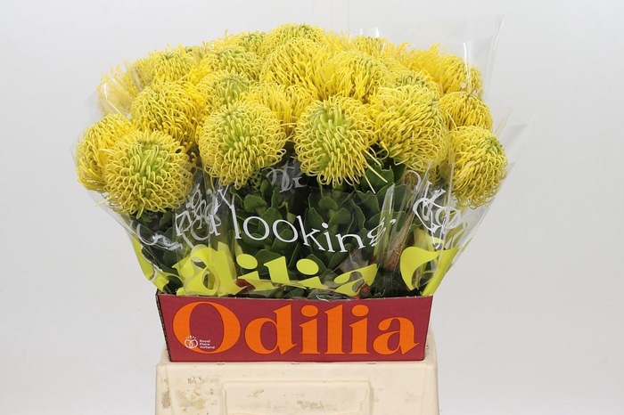 <h4>Leucospermum High Gold</h4>