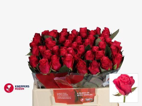 <h4>R GR TACAZZI+</h4>