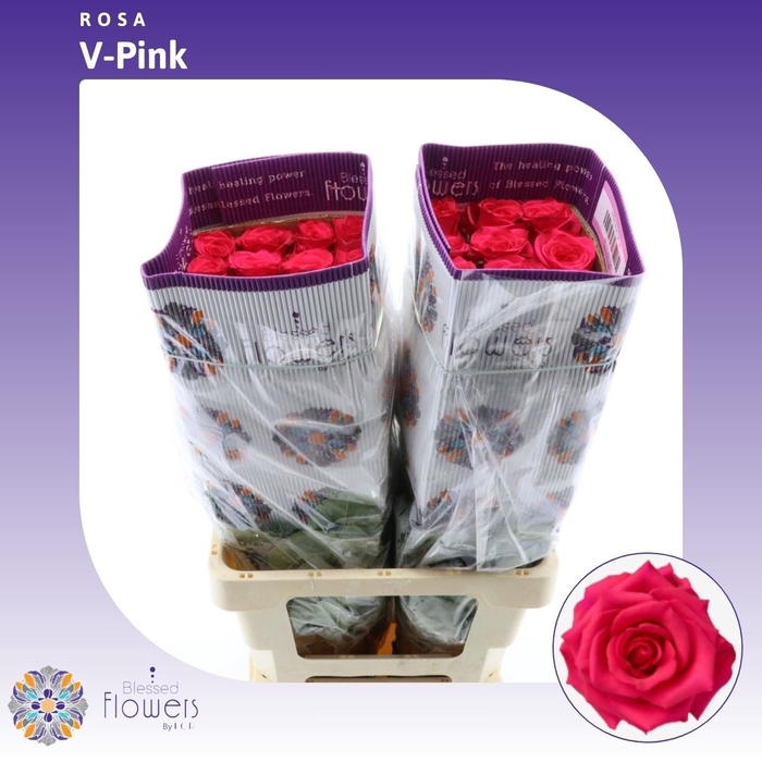 <h4>Rosa Gr V-ipink</h4>