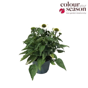 Echinacea Sombrero Blanco P19