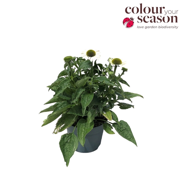 <h4>Echinacea Sombrero Blanco P19</h4>