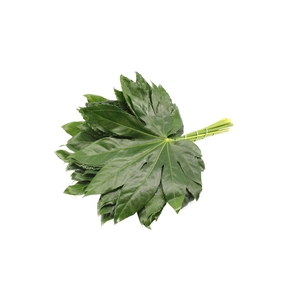 Aralia 45