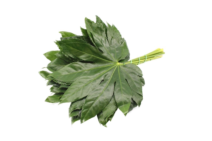 <h4>Aralia 45</h4>