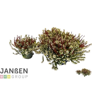 ERIC CA BS WIN CROWN