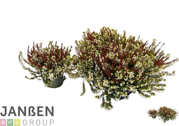 <h4>ERIC CA BS WIN CROWN</h4>