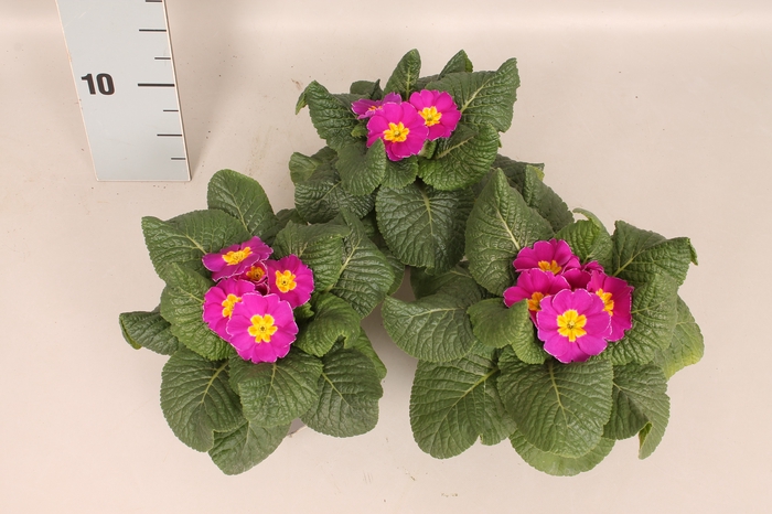 <h4>Primula acaulis Purple</h4>