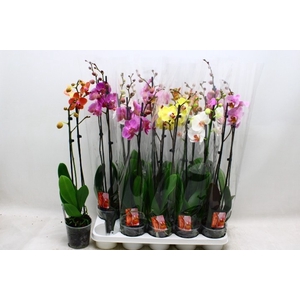 PHAL GEM 7 KL