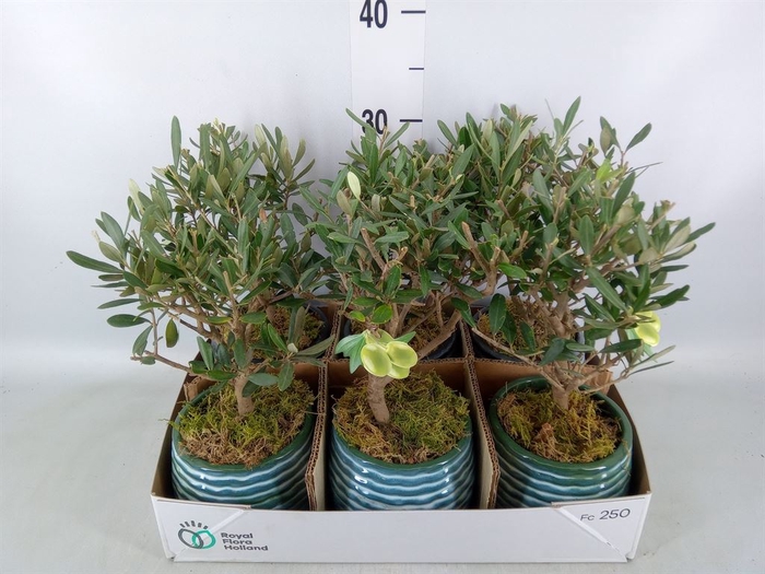 <h4>Arr.   Kamerplant Groen L%</h4>