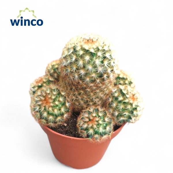 <h4>Mammillaria Carmenae Rubrispinus</h4>
