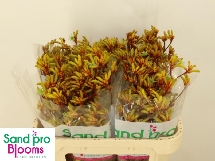 <h4>Anigoz Gold Fever</h4>