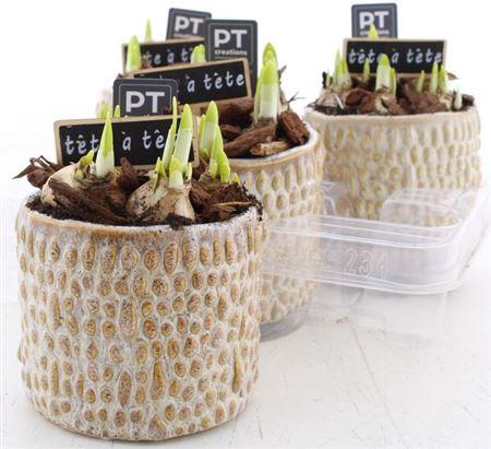 <h4>Arr N Tete A Tete</h4>