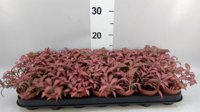 <h4>Fittonia verschaf. 'Forest Flame'</h4>