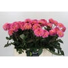 Dahlia Esli