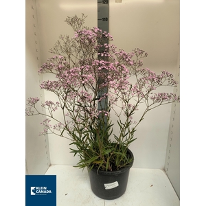 GYPS PANICULATA