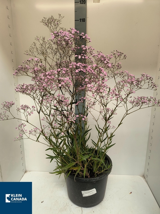 <h4>GYPS PANICULATA</h4>