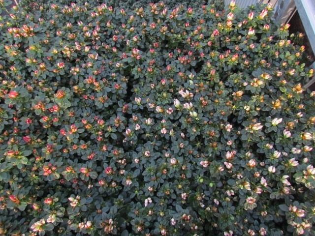 <h4>RHODO SI SACHS MIXK</h4>