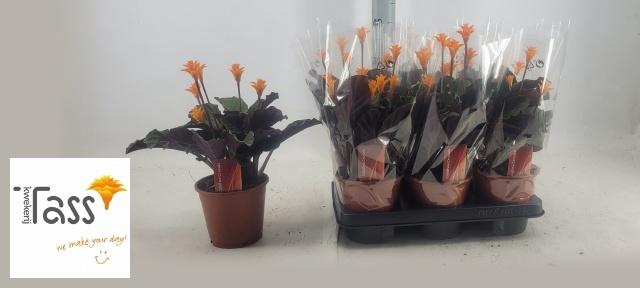 <h4>CALAT CROCATA</h4>