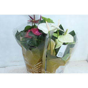 ANTHURIUM VARIADO P17