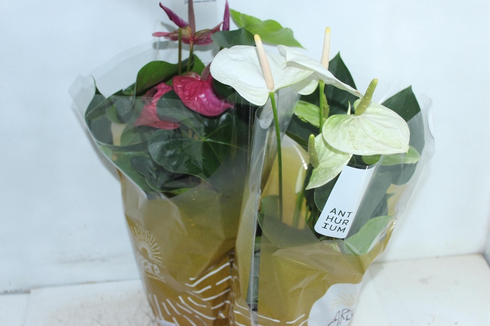 <h4>ANTHURIUM VARIADO P17</h4>