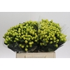 Hypericum Smiley Romance