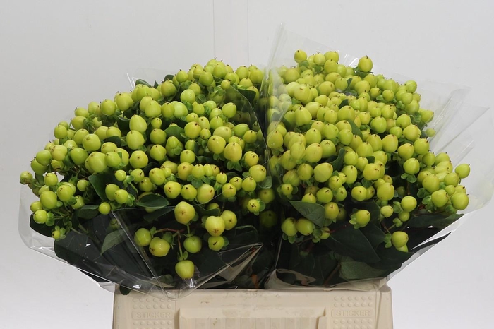 <h4>Hypericum Smiley Romance</h4>