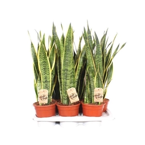 Sansevieria trifasciata 'Laurentii'