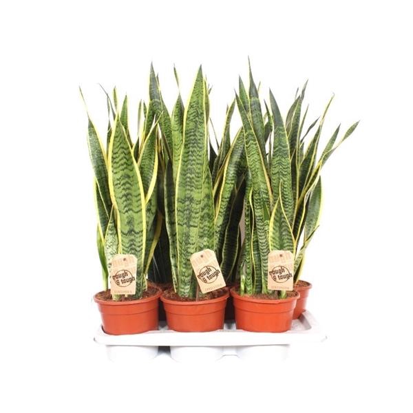 <h4>Sansevieria trifasciata 'Laurentii'</h4>