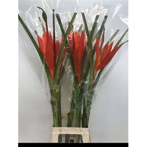 MUSA COCCINEA