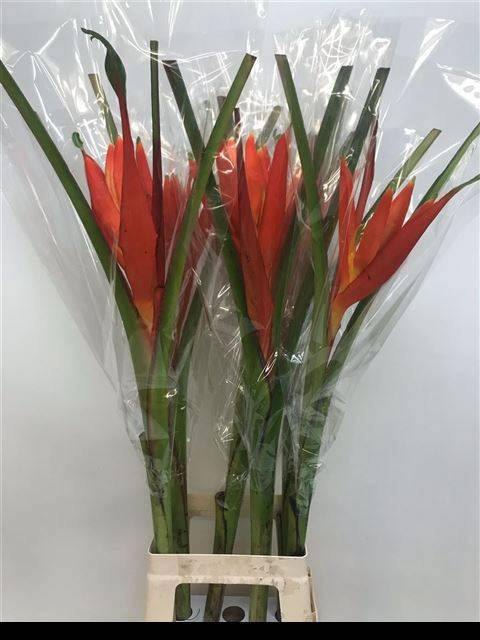 <h4>MUSA COCCINEA</h4>