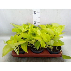Epipremnum pinn. 'Golden Pothos'