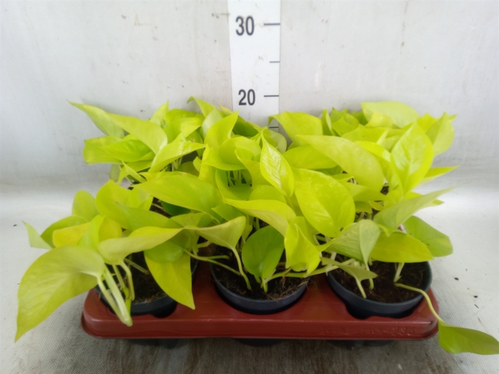 <h4>Epipremnum pinn. 'Golden Pothos'</h4>