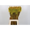 Kniphofia Eycone Yellow