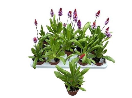 Prim Vialii