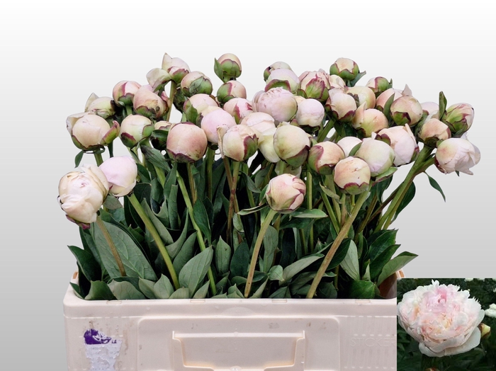 <h4>PAEO L ODILE</h4>