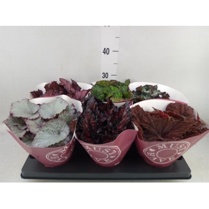 Begonia BD 'Beleaf'   ...mix