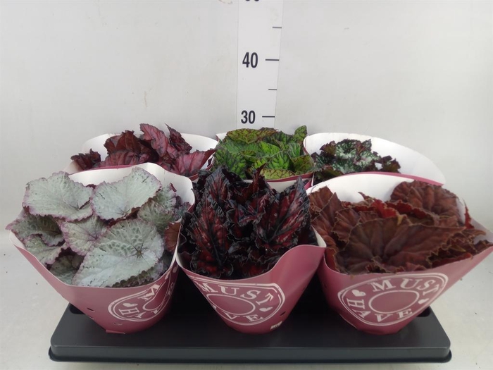 <h4>Begonia BD 'Beleaf'   ...mix</h4>