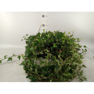 Hedera helix 'Shamrock'