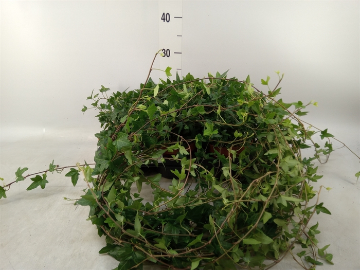 <h4>Hedera helix 'Shamrock'</h4>