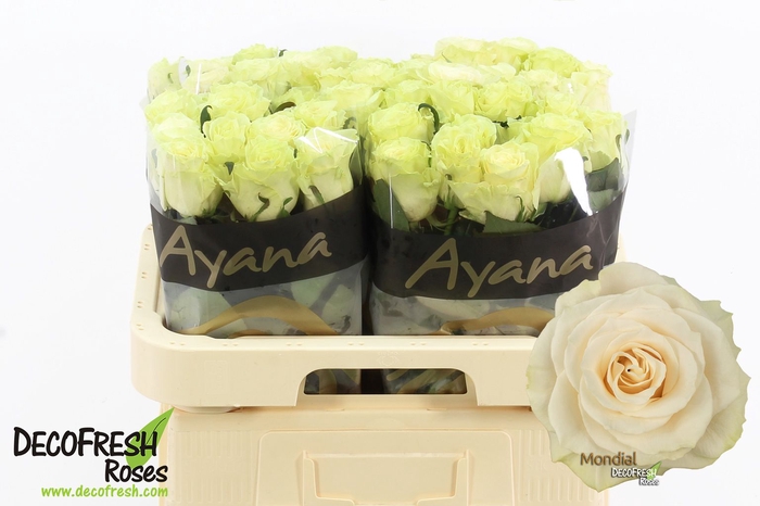 <h4>R Gr Mondial Ayana</h4>