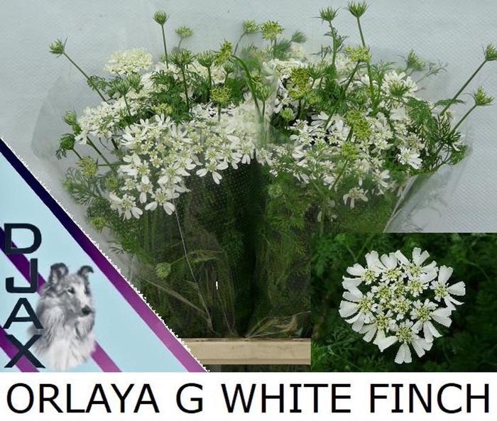 <h4>Orlaya grandiflora White Finch</h4>