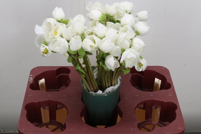 <h4>Hell Niger 28cm</h4>