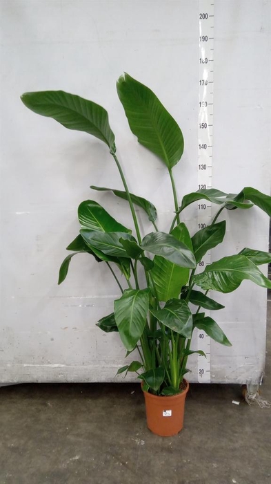 <h4>Strelitzia nicolai</h4>